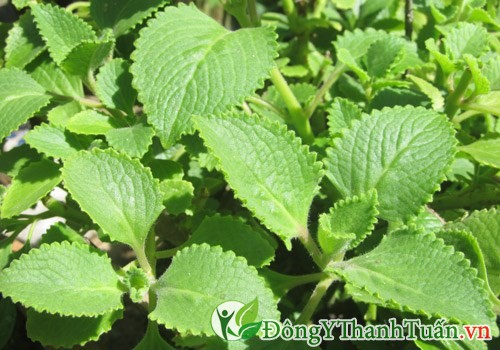 Chữa hôi miệng hiệu quả với tần khô Chữa hôi miệng hiệu quả với tần khô